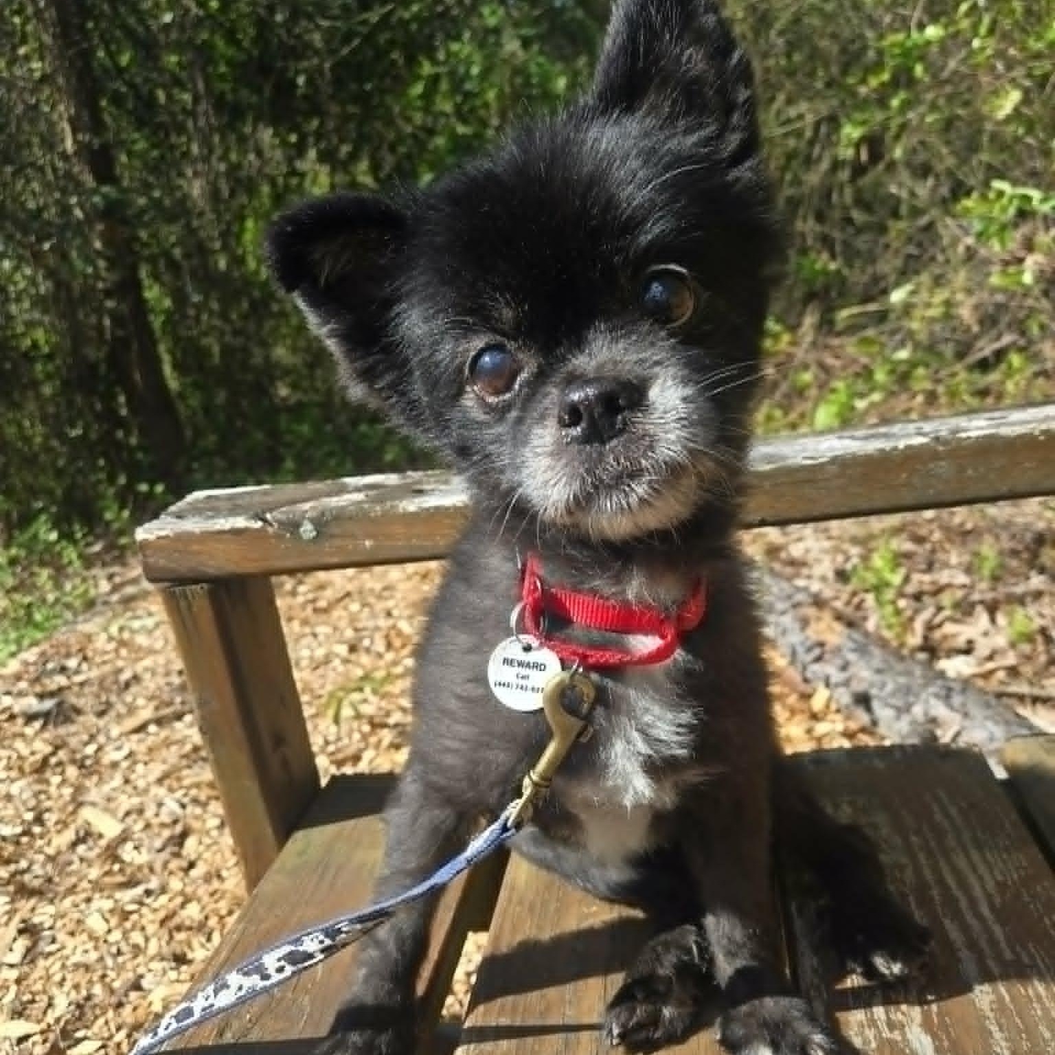 Layla, adoptable, Senior Female Pomeranian & Pekingese.