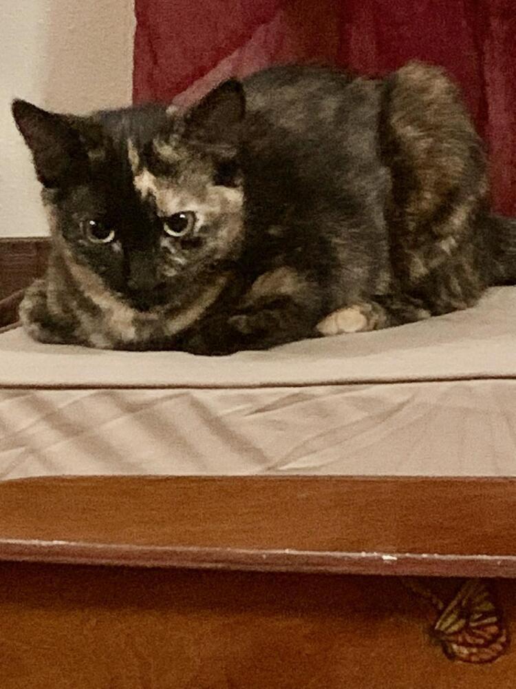 Shadi, Adoptable, Kitten Female Domestic Short Hair.