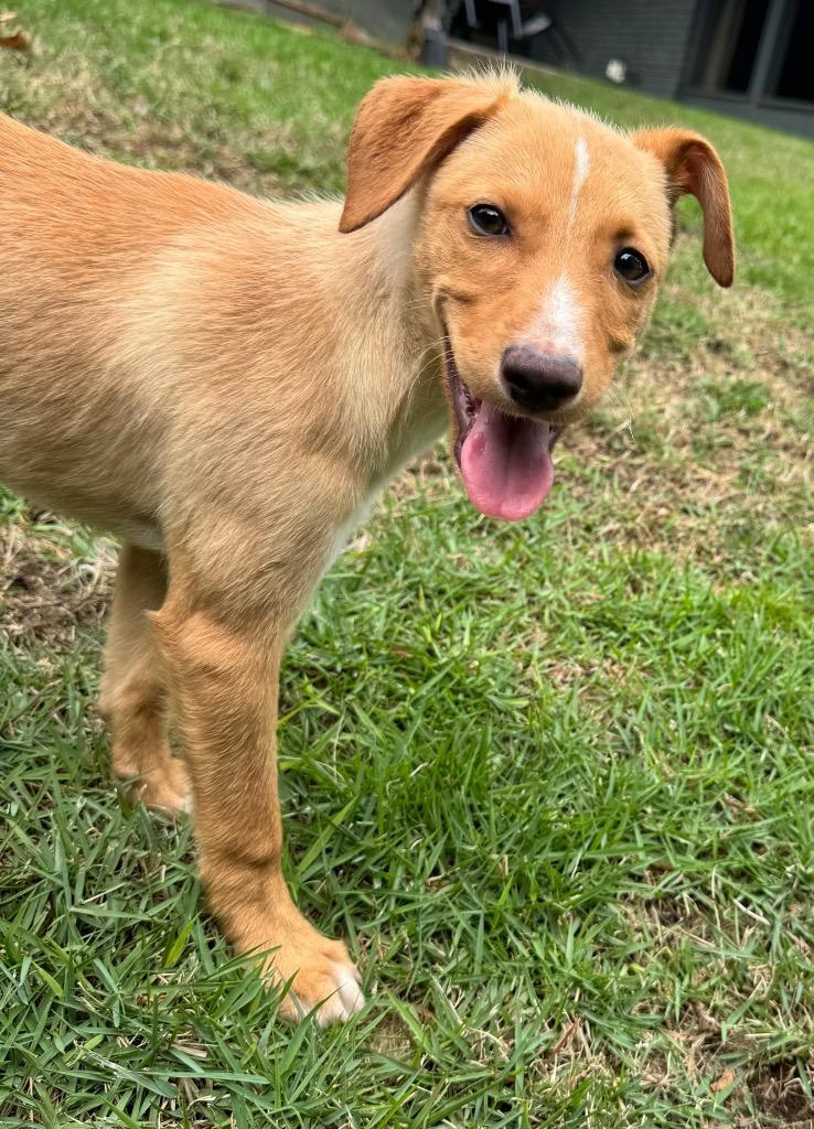 Wren, Adoptable, Puppy Female Dachshund.