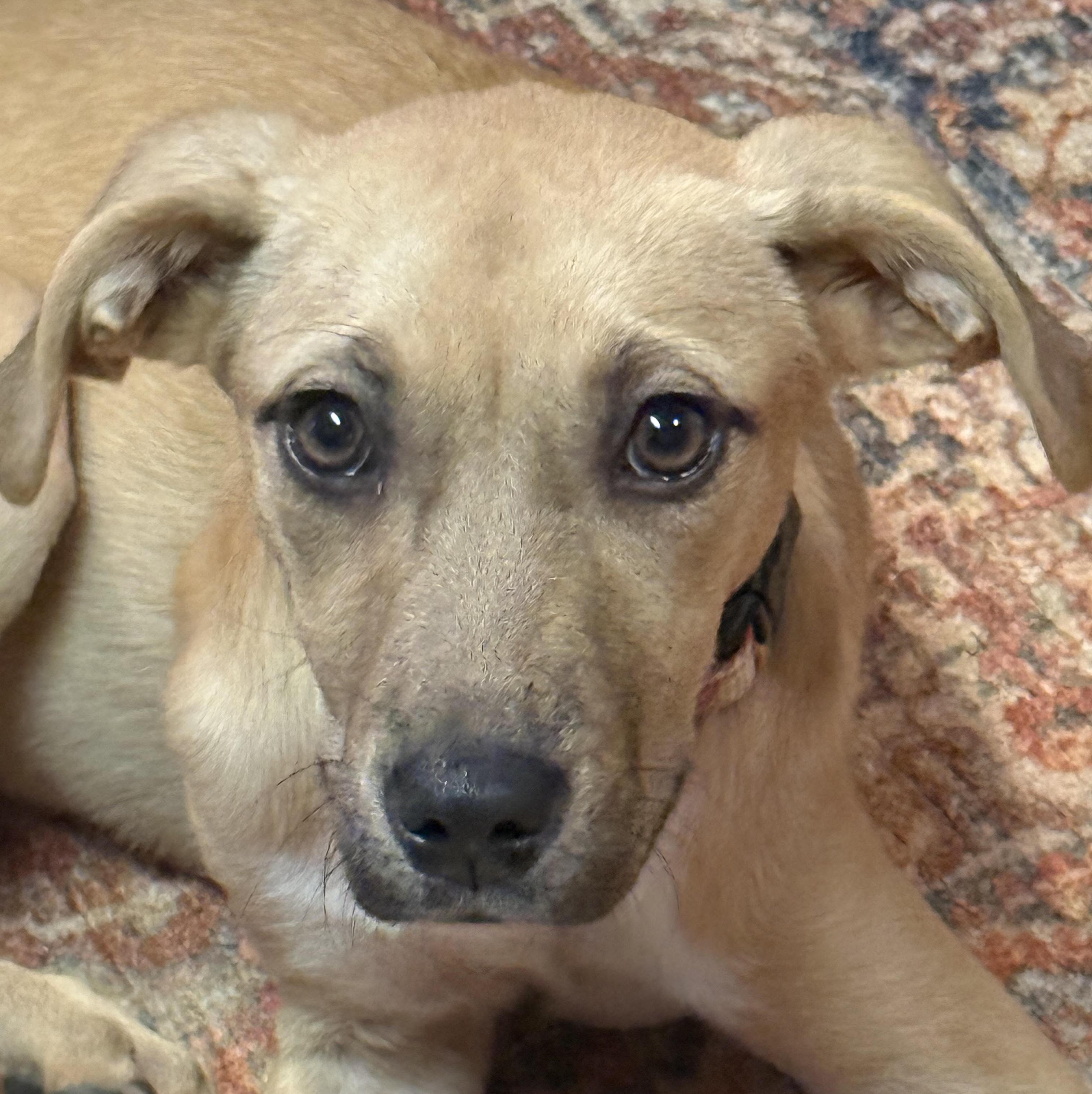 Enlarge Cinna, a Adopted mixed breed in Cumming, GA image 1/1