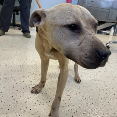 Mikey 8345, an adoptable Mixed Breed in Shorter, AL, 36075 | Photo Image 2