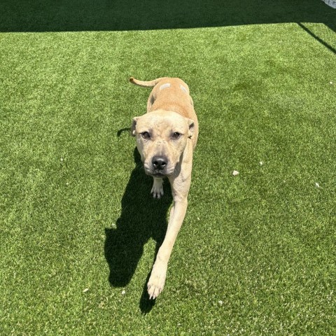 Mikey 8345, Adult Male Mixed Breed