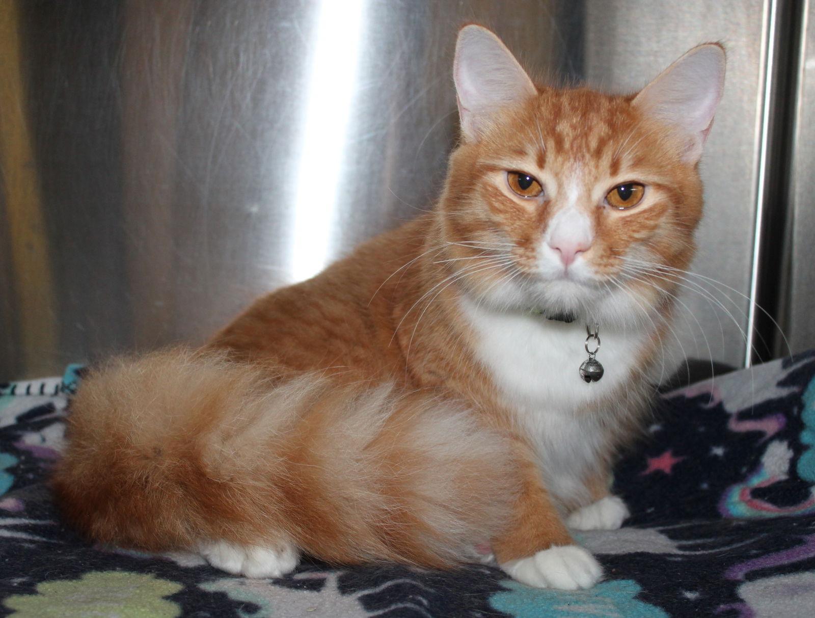 Shebo - 43209, Adoptable, Young Male Domestic Medium Hair & Tabby.