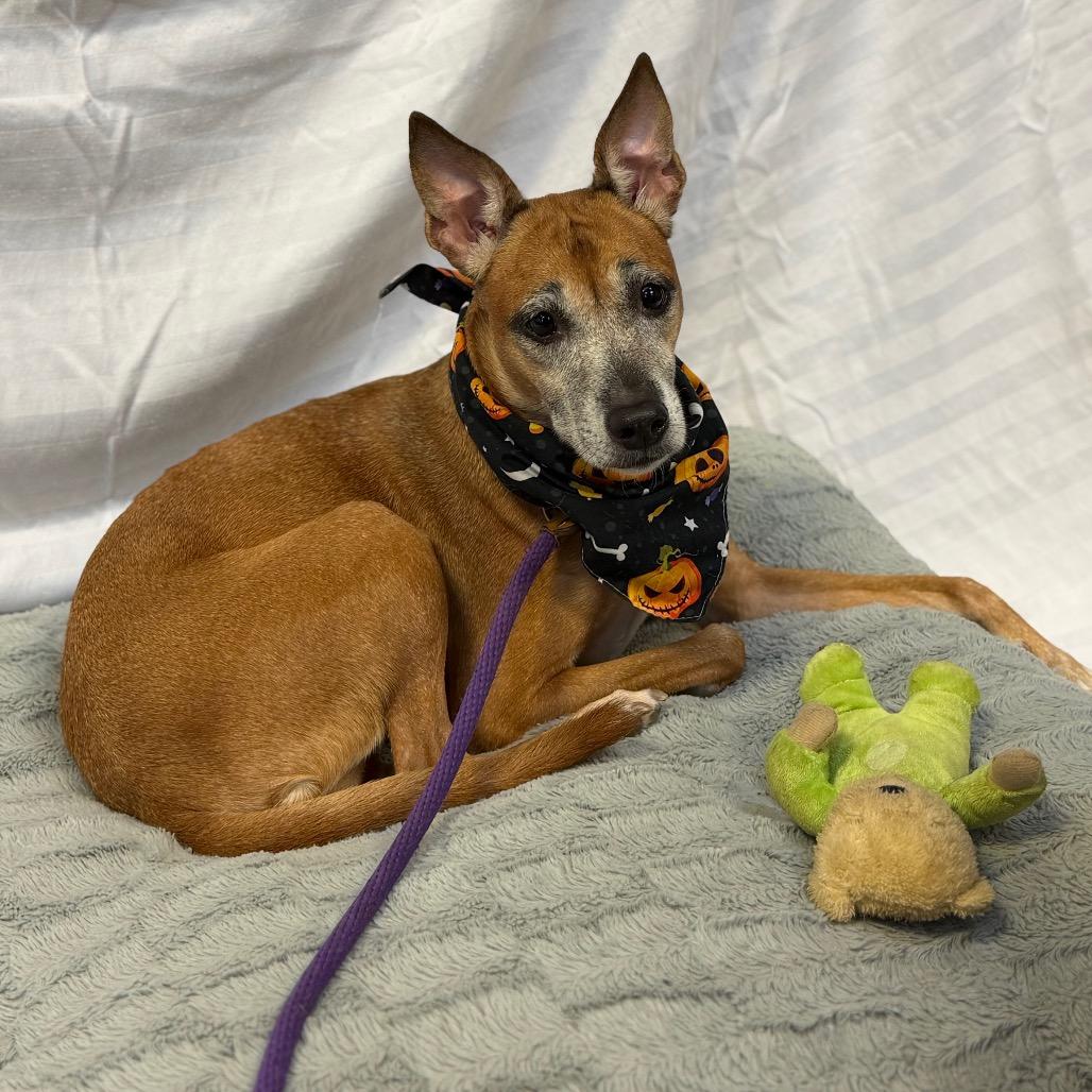 Enlarge Mera 7675, a Adoptable Mixed Breed in Columbus, GA image 1/6