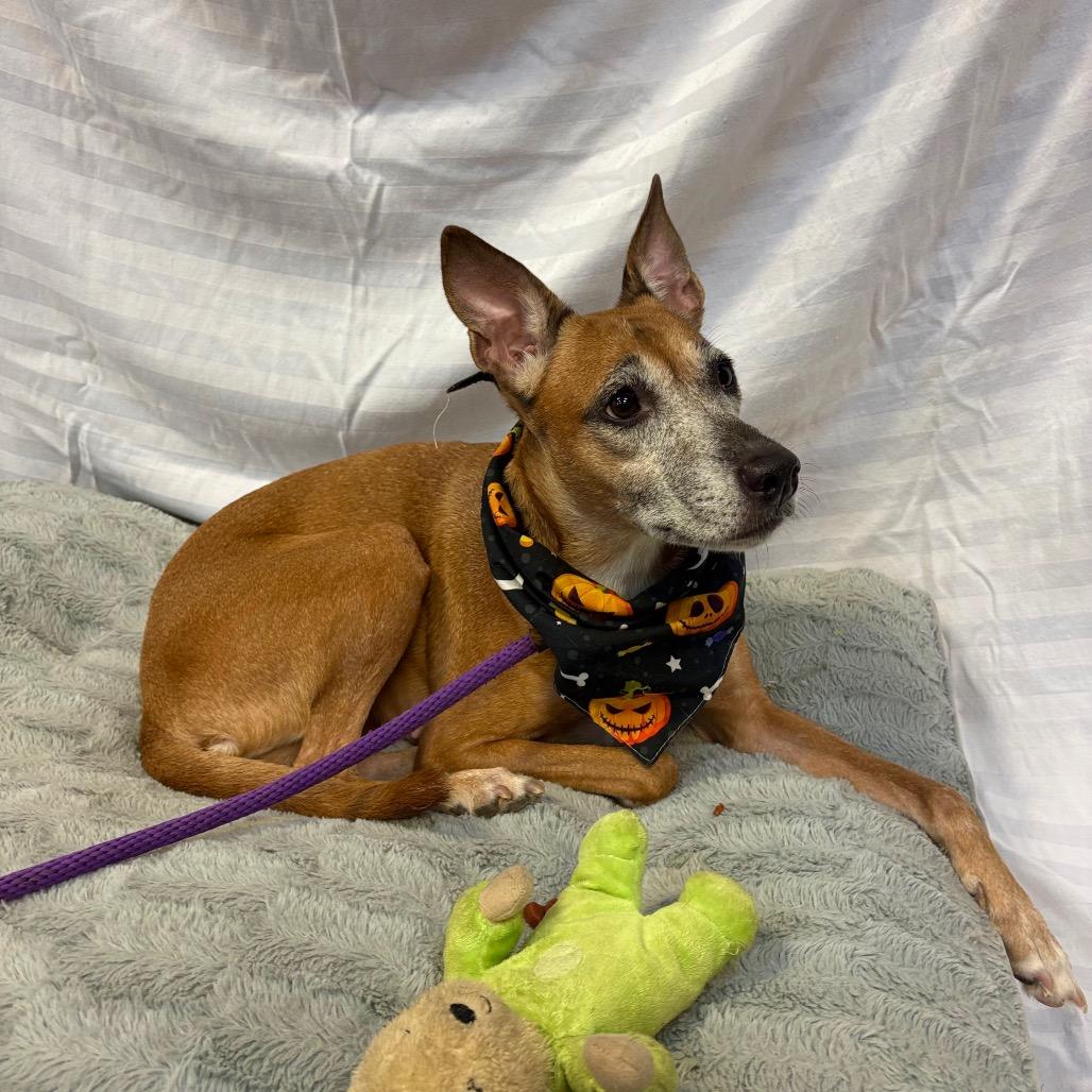 Enlarge Mera 7675, a Adoptable Mixed Breed in Columbus, GA image 2/6