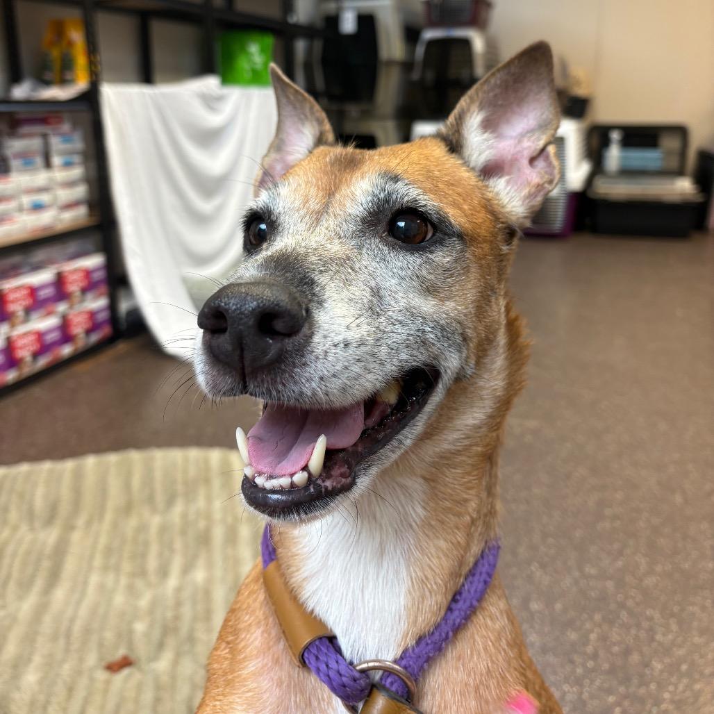 Enlarge Mera 7675, a Adoptable Mixed Breed in Columbus, GA image 3/6