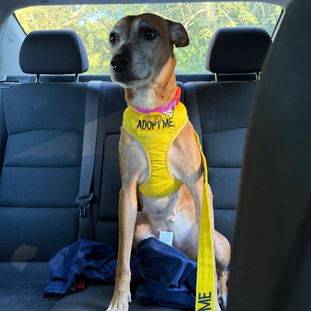 Enlarge Mera 7675, a Adoptable Mixed Breed in Columbus, GA image 4/6