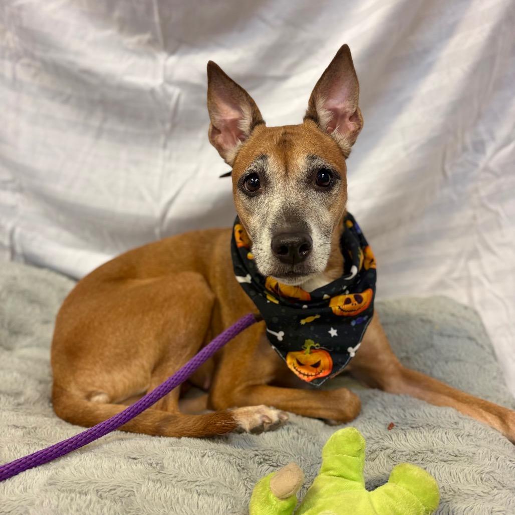Enlarge Mera 7675, a Adoptable Mixed Breed in Columbus, GA image 5/6