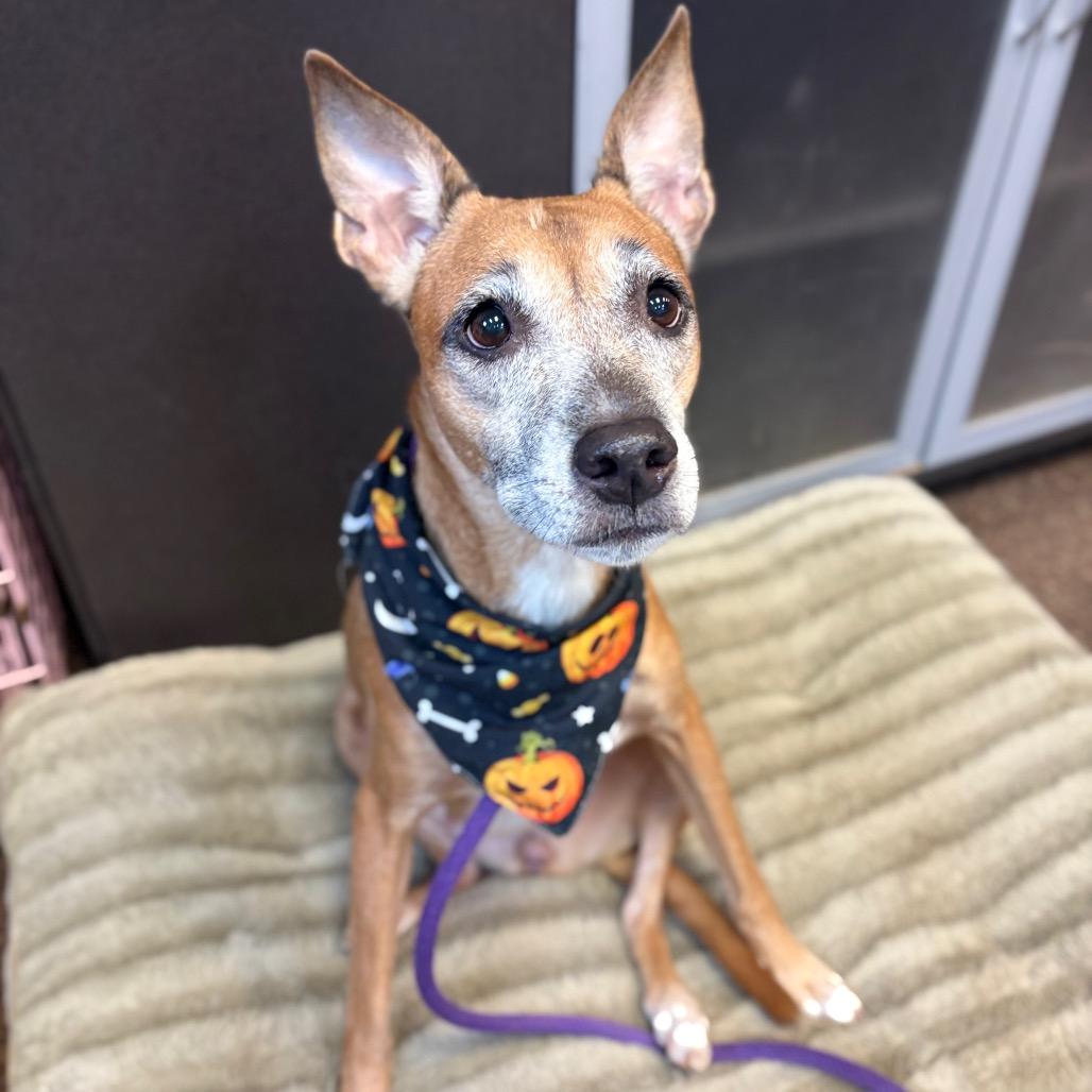 Enlarge Mera 7675, a Adoptable Mixed Breed in Columbus, GA image 6/6