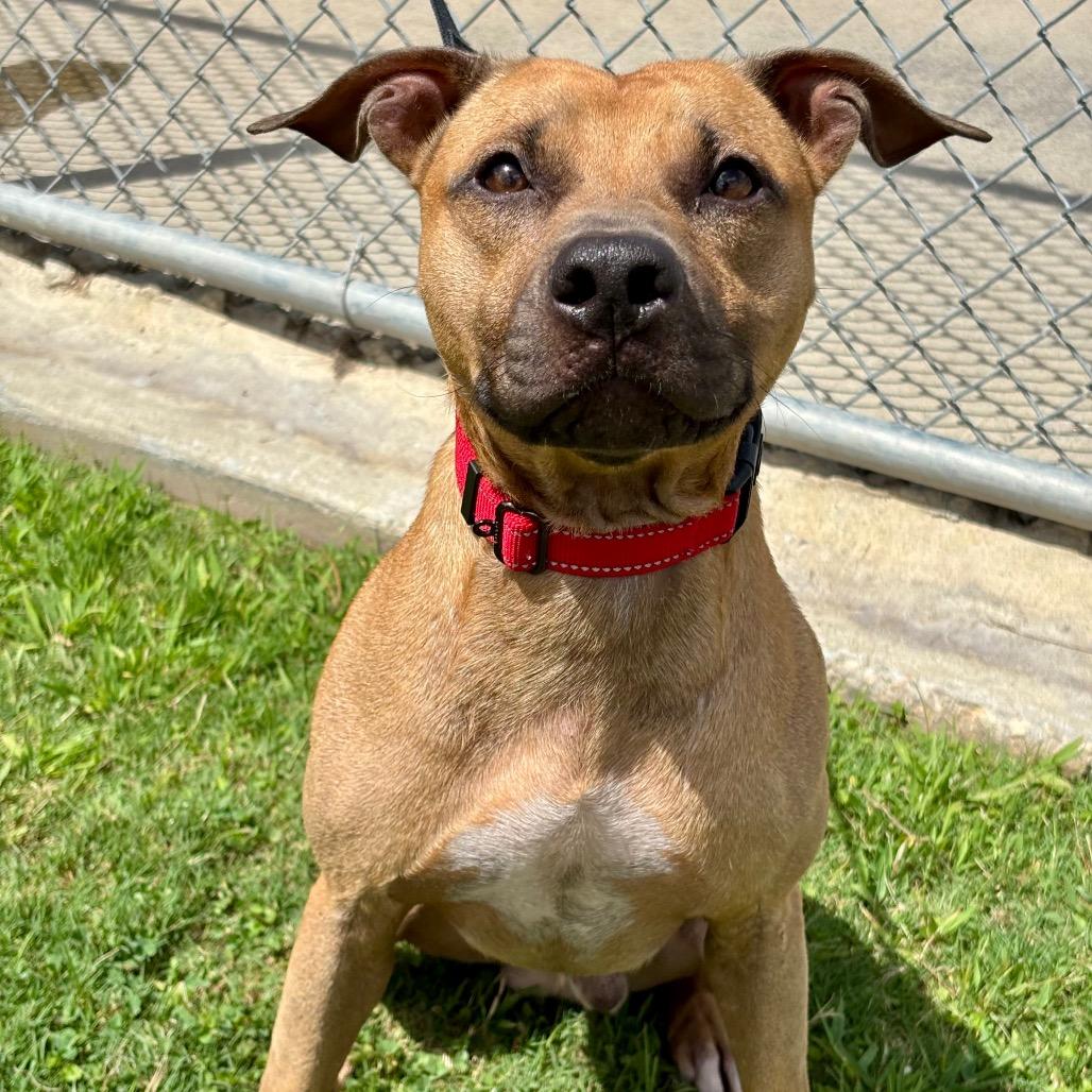 Sam, Adoptable, Adult Male American Staffordshire Terrier & Mixed Breed.