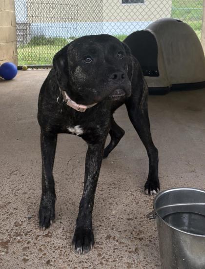 LouLou, Adoptable, Adult Female Cane Corso & Mixed Breed.