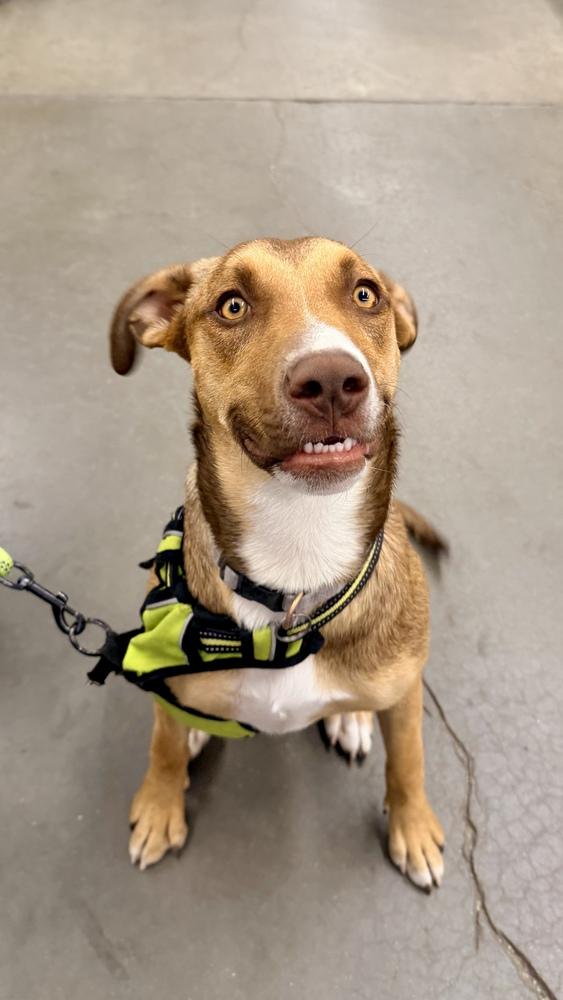 FANCY, Adoptable, Puppy Female Pit Bull Terrier & Shepherd.