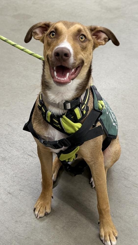 FANCY, Adoptable, Puppy Female Pit Bull Terrier & Shepherd.