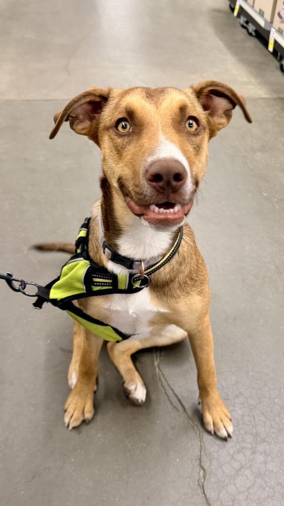 FANCY, a Adoptable mixed breed in Thornton, CO image 2/6