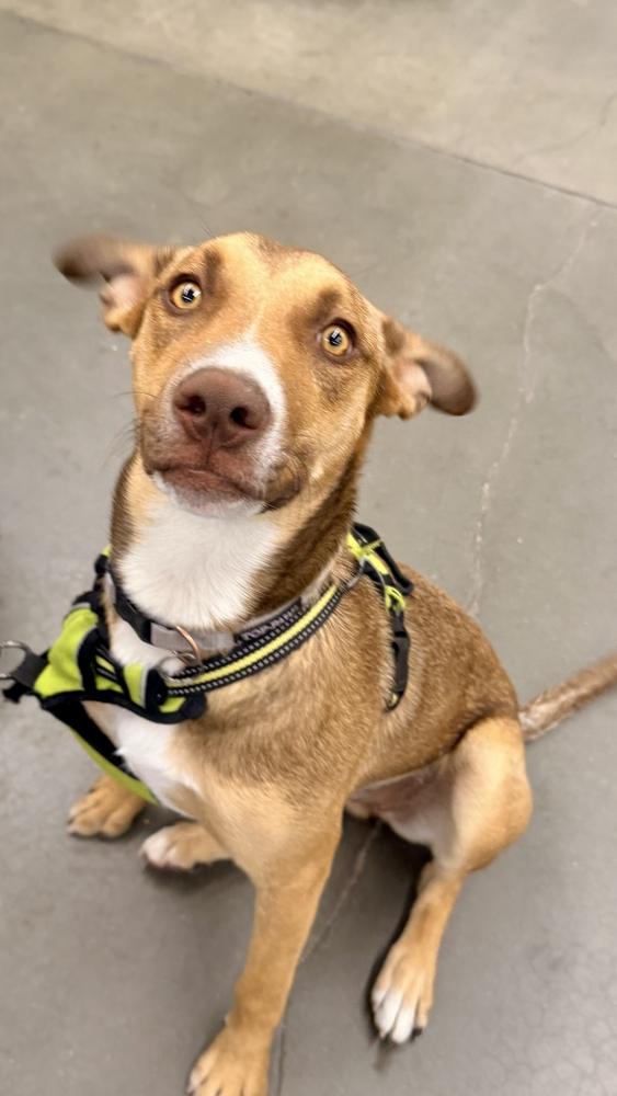 FANCY, a Adoptable mixed breed in Thornton, CO image 3/6