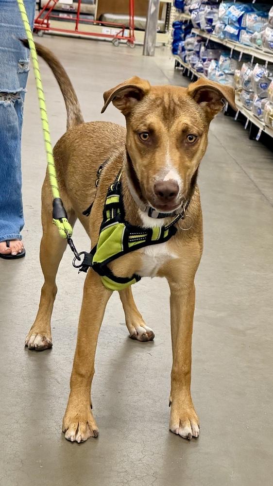 FANCY, a Adoptable mixed breed in Thornton, CO image 4/6