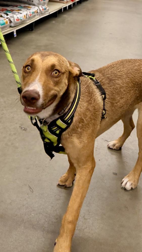 FANCY, a Adoptable mixed breed in Thornton, CO image 5/6