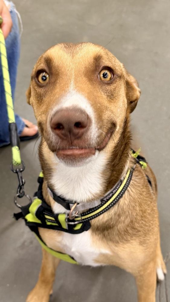 FANCY, a Adoptable mixed breed in Thornton, CO image 6/6