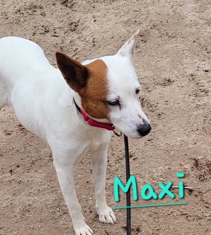 Maxi, Adult Female unknown