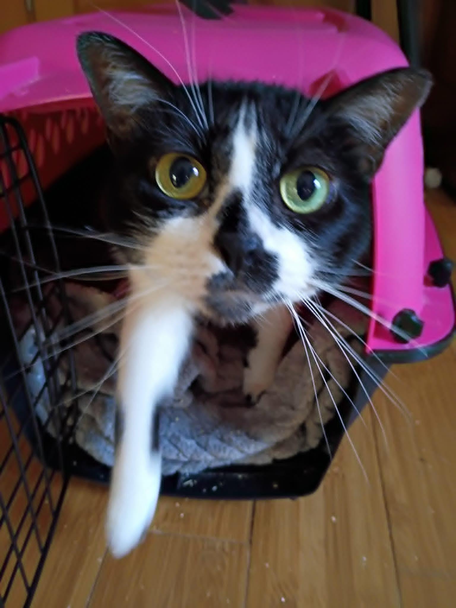Wobbles ***Reduced adoption fee*** , adoptable, Young Female Tuxedo.
