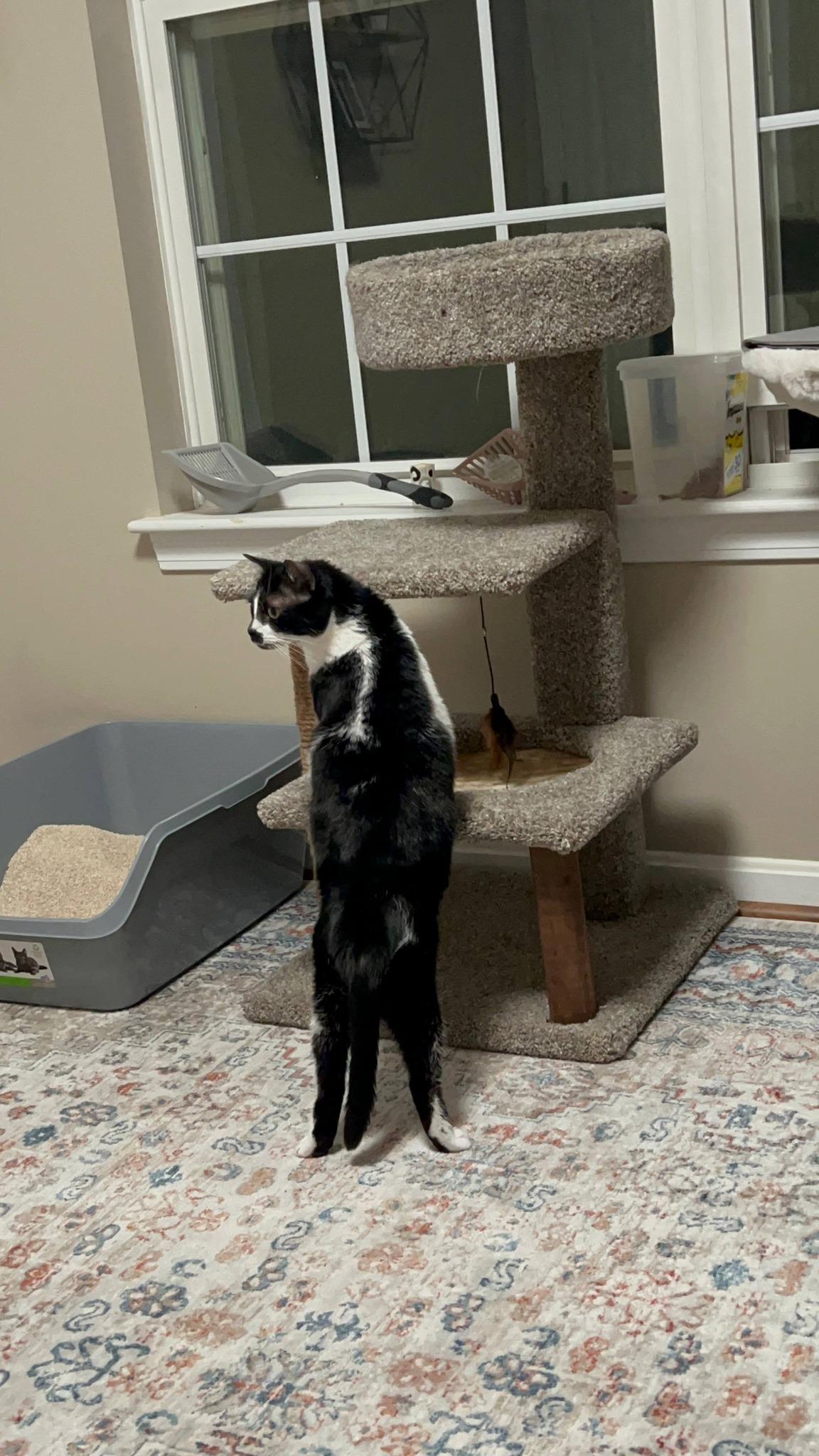 Enlarge Wobbles , an adoptable Tuxedo in North Berwick, ME image 3/3