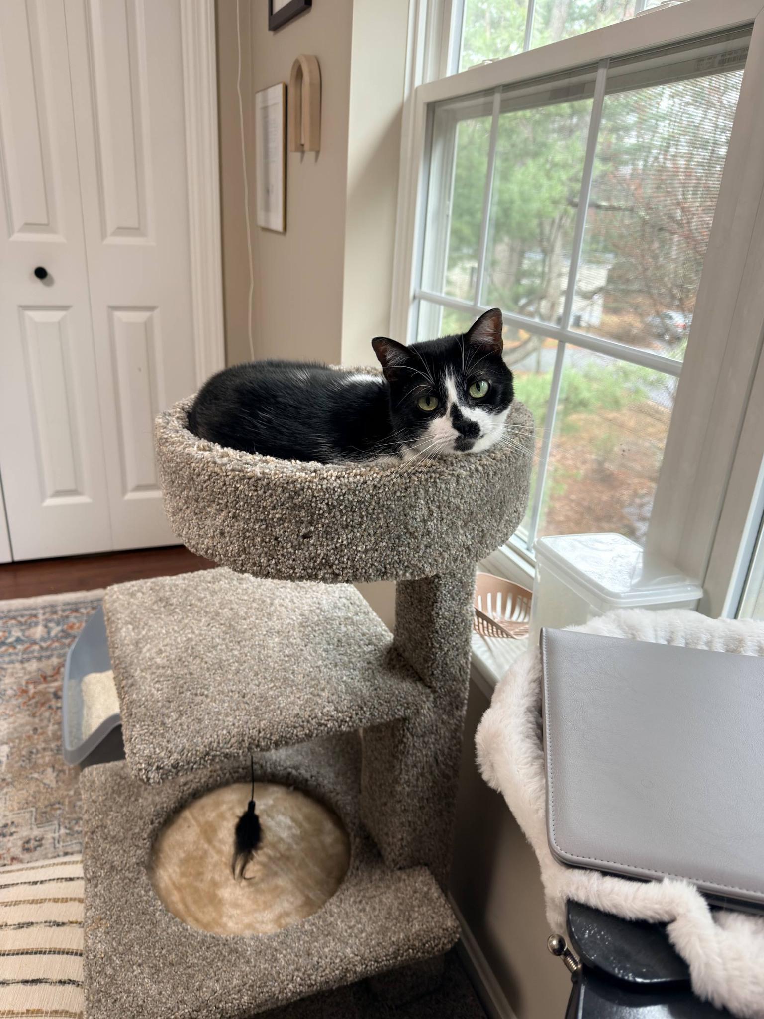 Enlarge Wobbles , an adoptable Tuxedo in North Berwick, ME image 2/3