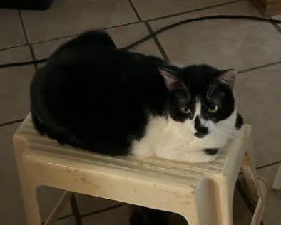 Wobbles , adoptable, Young Female Tuxedo.