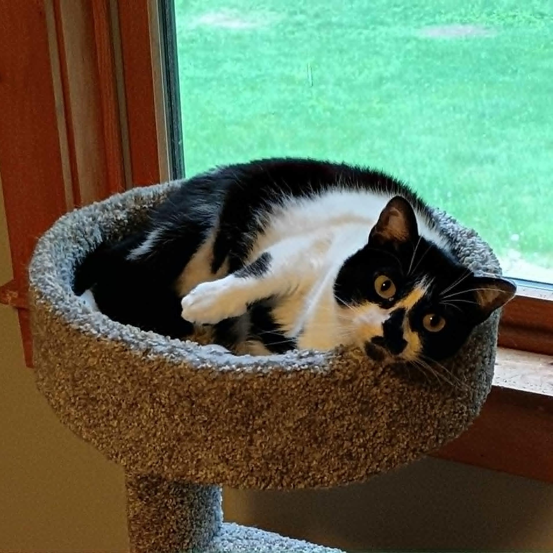 Wobbles ***Reduced adoption fee*** , adoptable, Young Female Tuxedo.