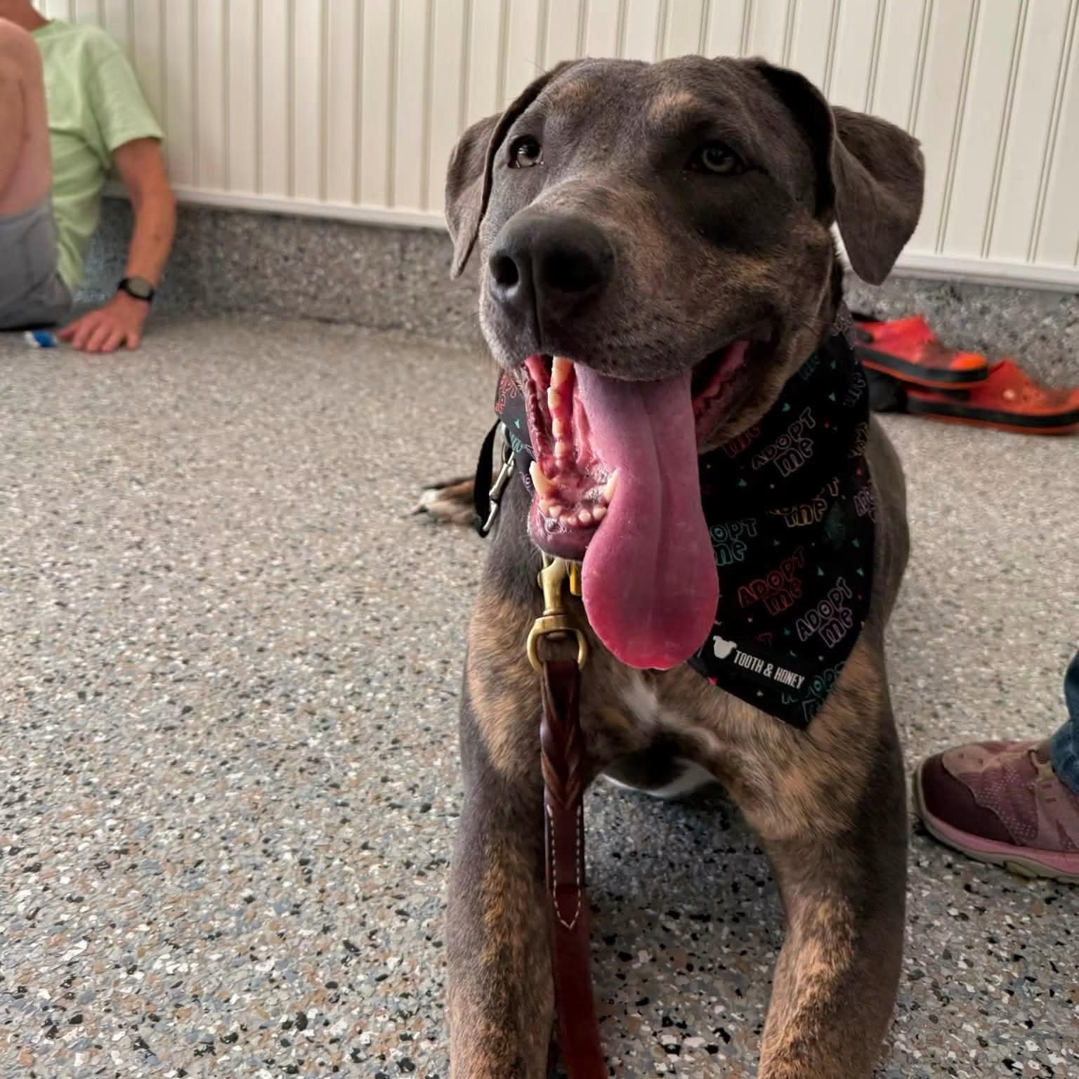Enlarge Piper, a ADOPTABLE mixed breed in Cleveland, OH image 3/6