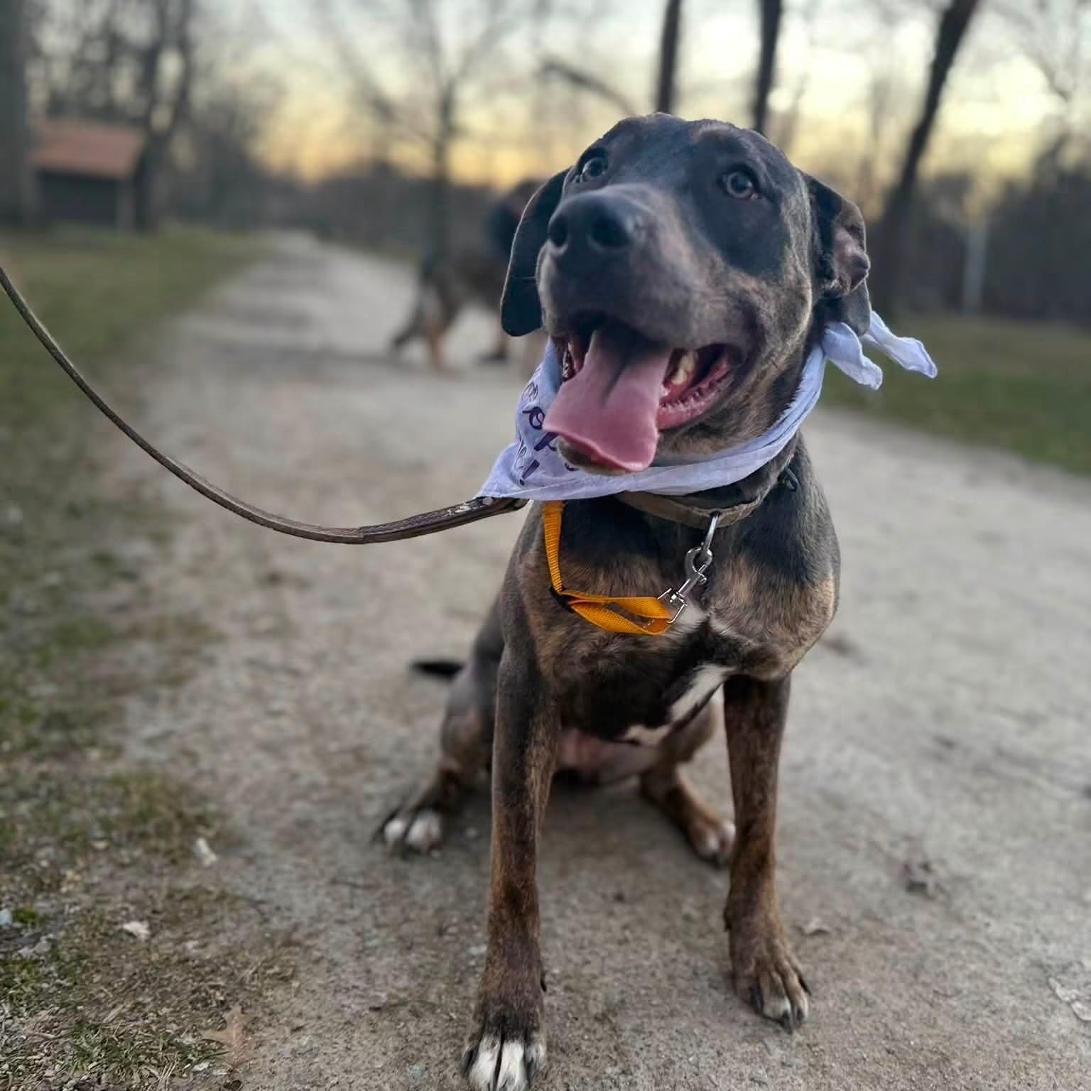 Enlarge Piper, a ADOPTABLE mixed breed in Cleveland, OH image 6/6