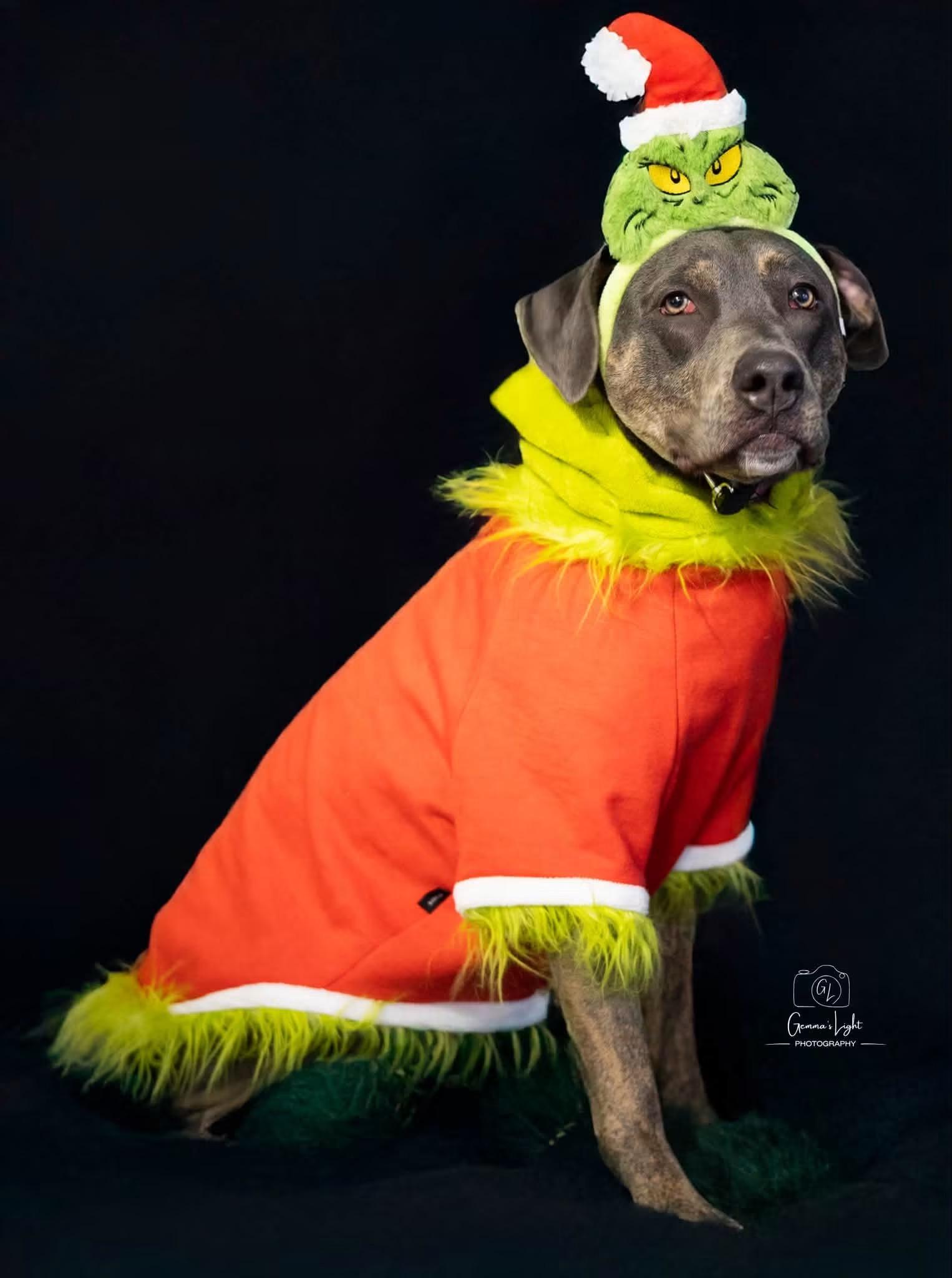Enlarge Piper, a ADOPTABLE mixed breed in Cleveland, OH image 5/6