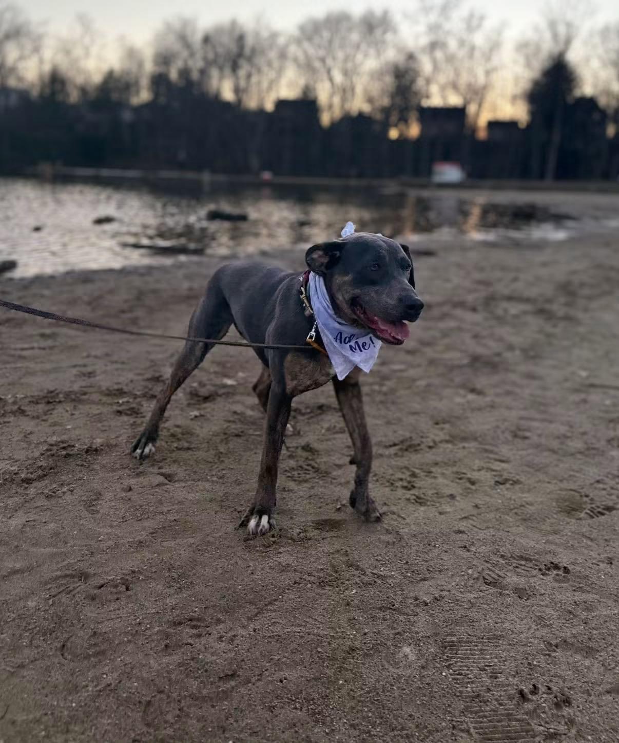 Enlarge Piper, a ADOPTABLE mixed breed in Cleveland, OH image 2/6