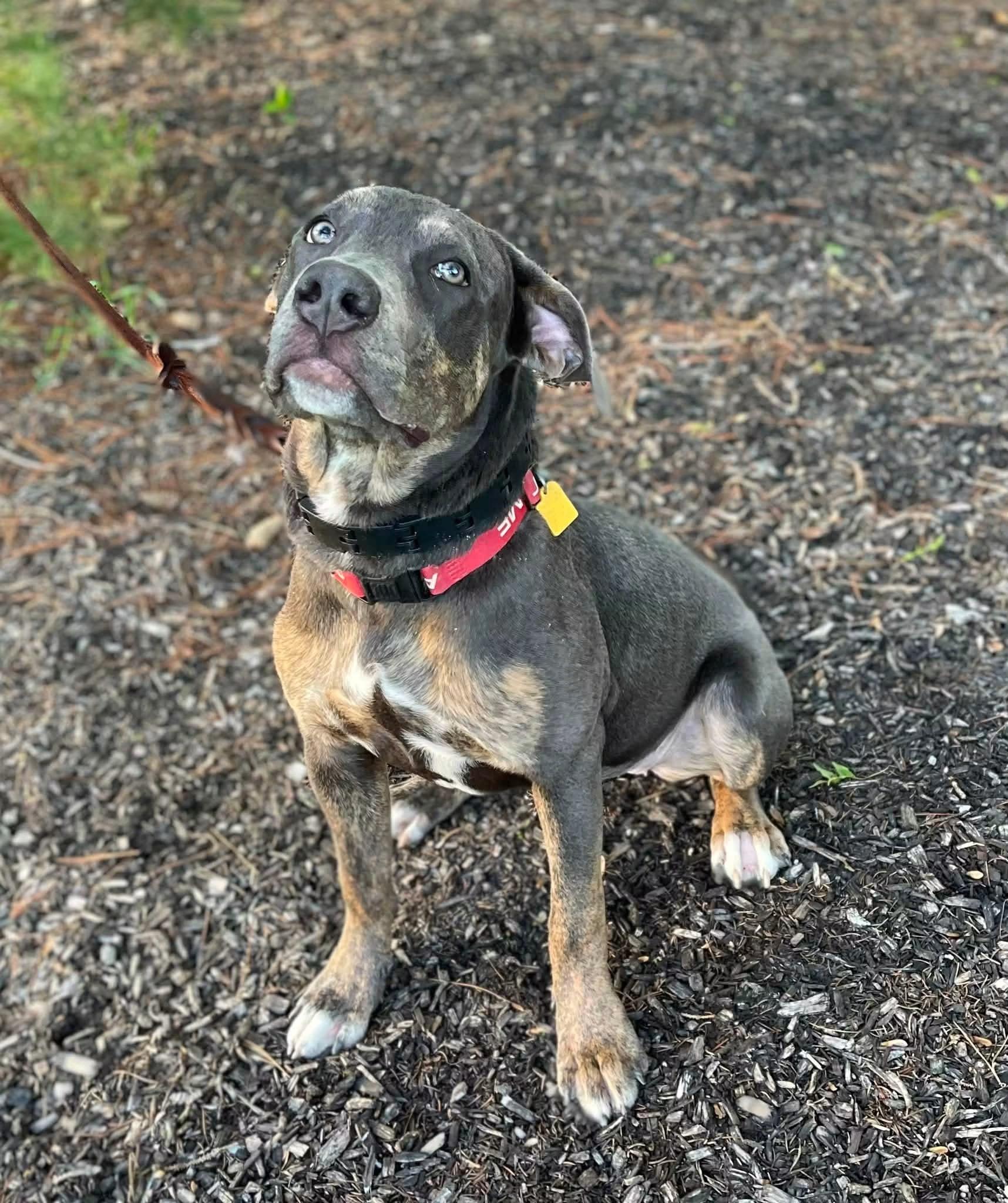 Piper, ADOPTABLE, Young Female American Bully & Mastiff.