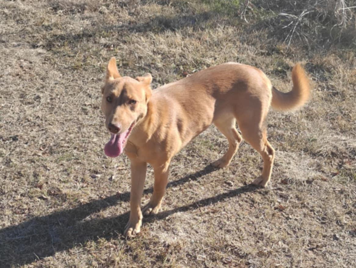 Enlarge Sheila, a Adoptable mixed breed in Pittsburgh, PA image 3/6