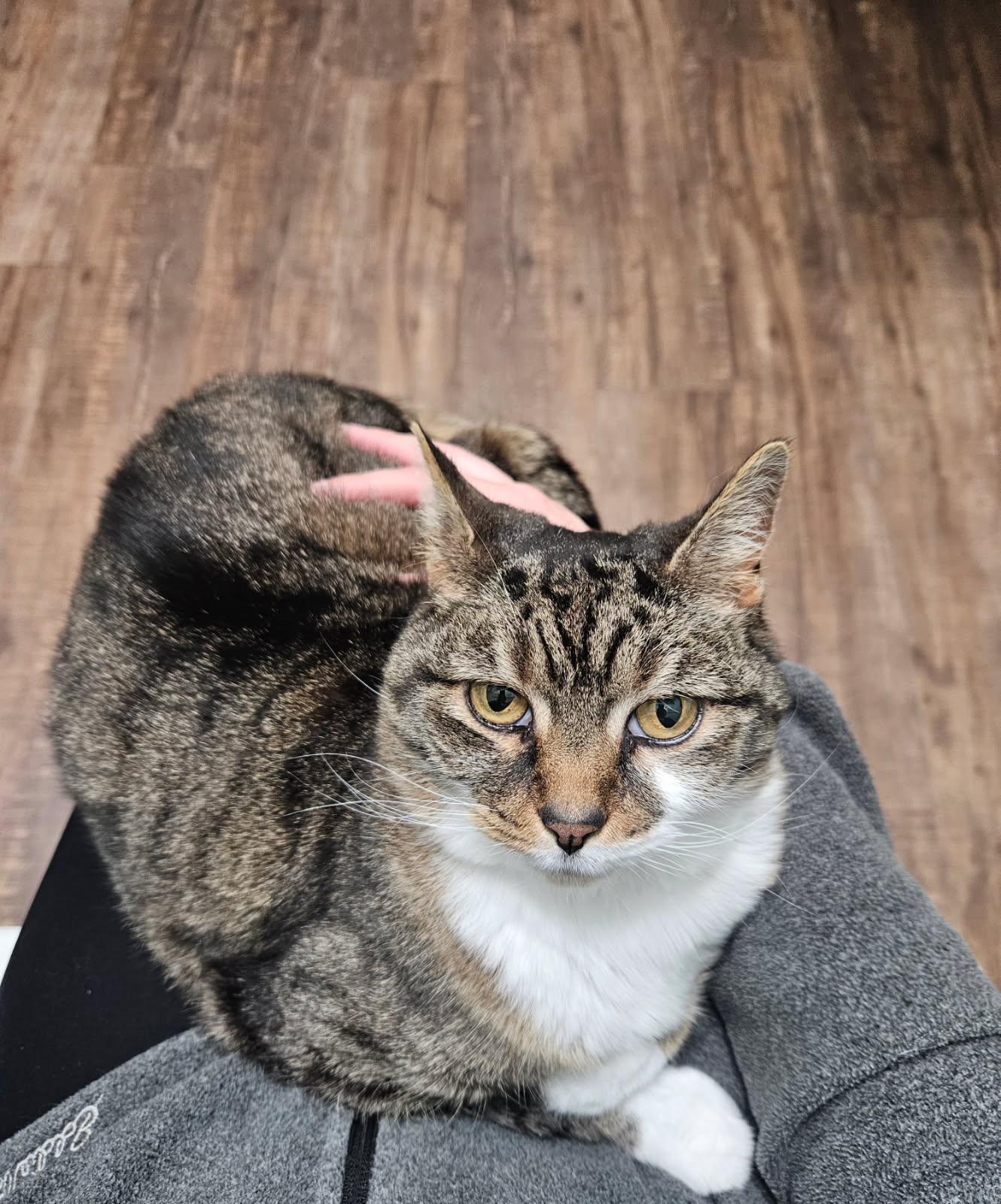 Lulu, a ADOPTABLE Domestic Short Hair in Mansfield, OH image 1/2