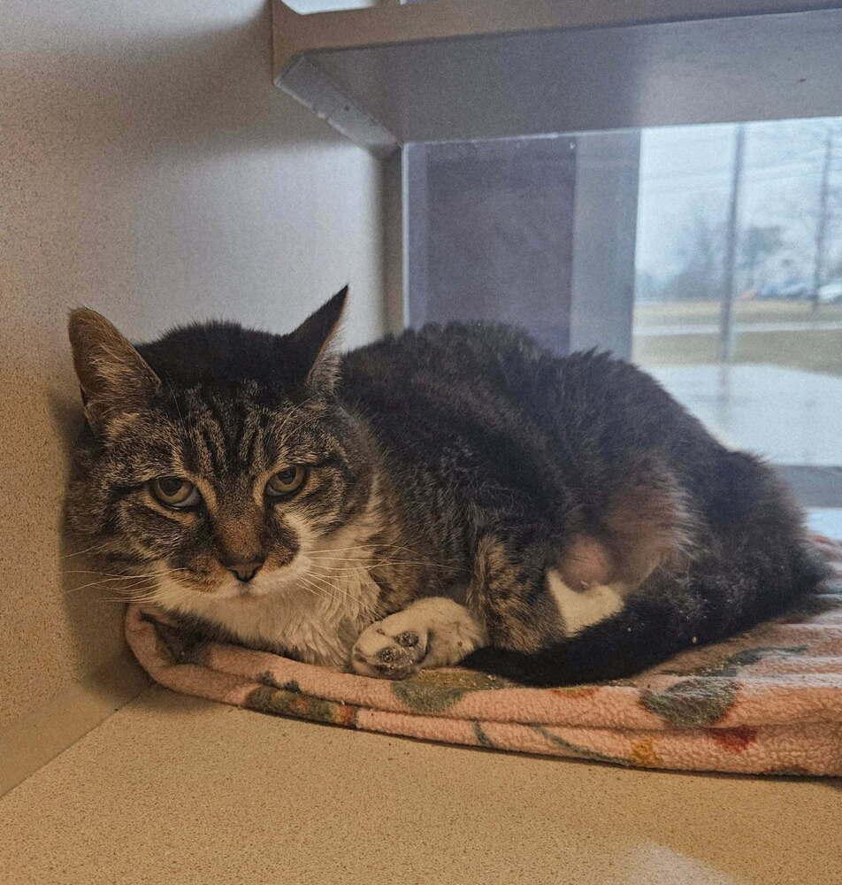 Lulu, ADOPTABLE, Senior Female Domestic Short Hair.