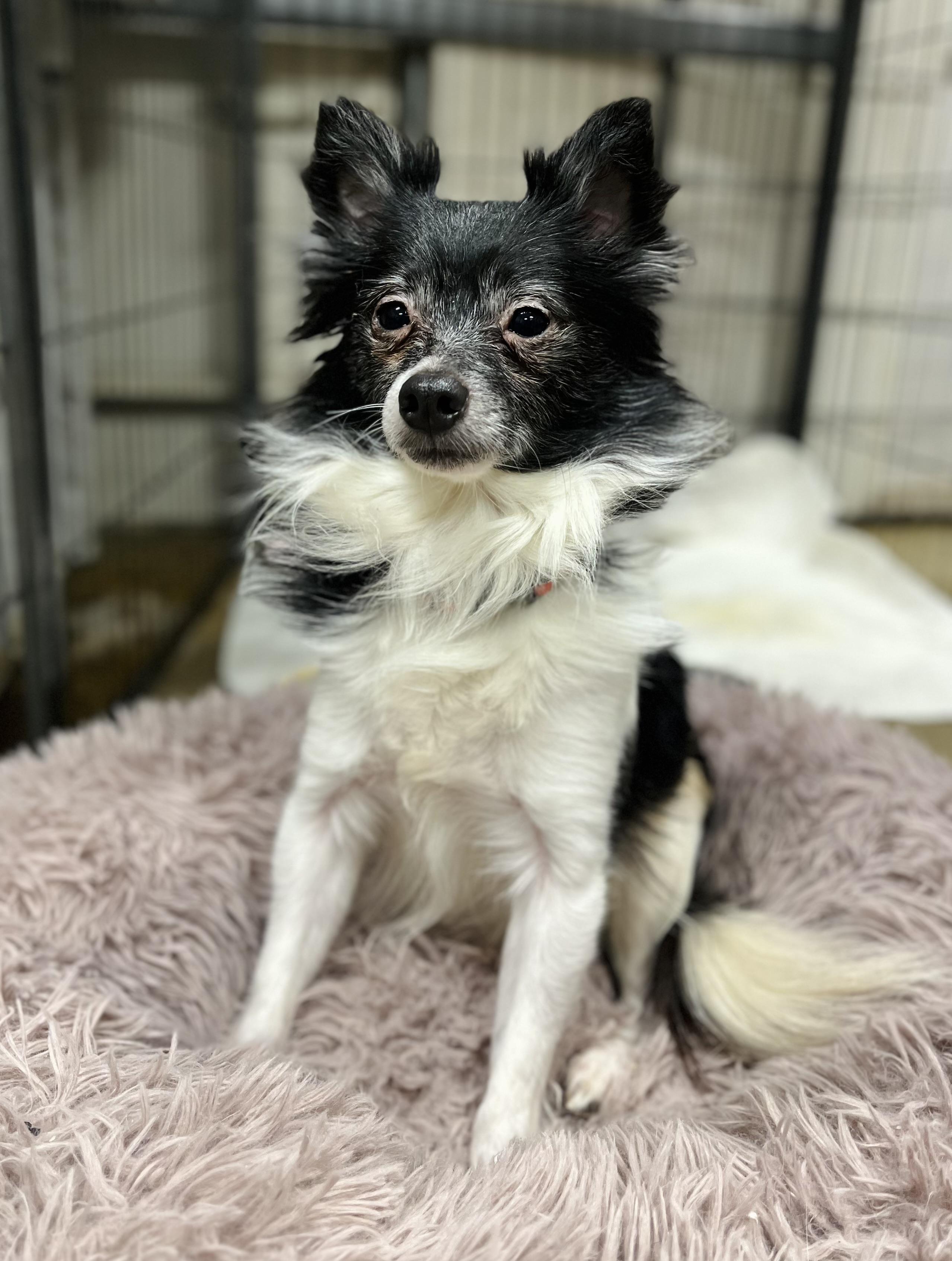 Bix, adopted, Adult Male Chihuahua.