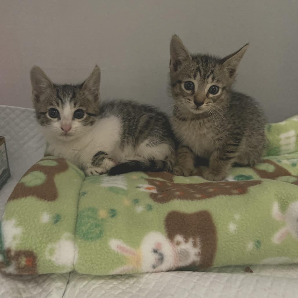 Enlarge Celine, a Adoptable Domestic Medium Hair in Oceanside, NY image 1/1
