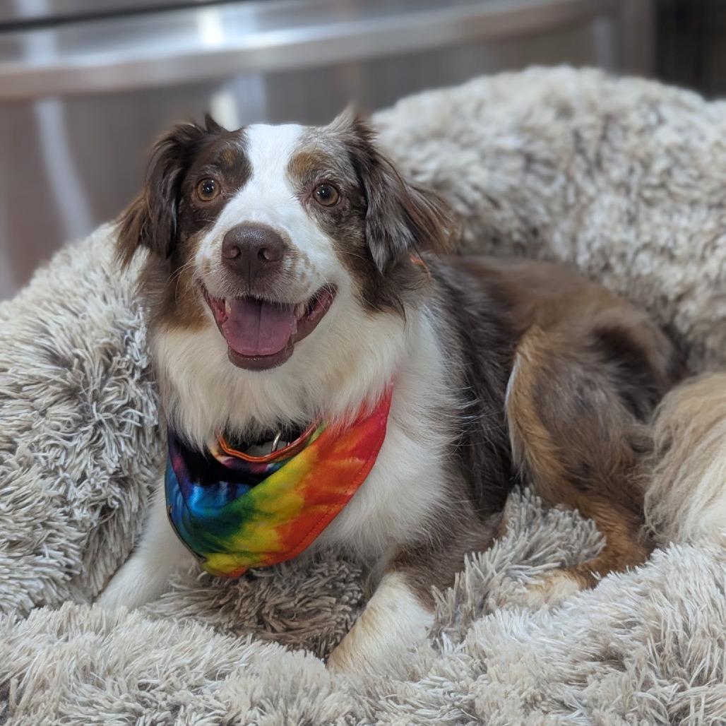 Olive, a Adoptable Australian Shepherd in Grinnell, IA image 2/6