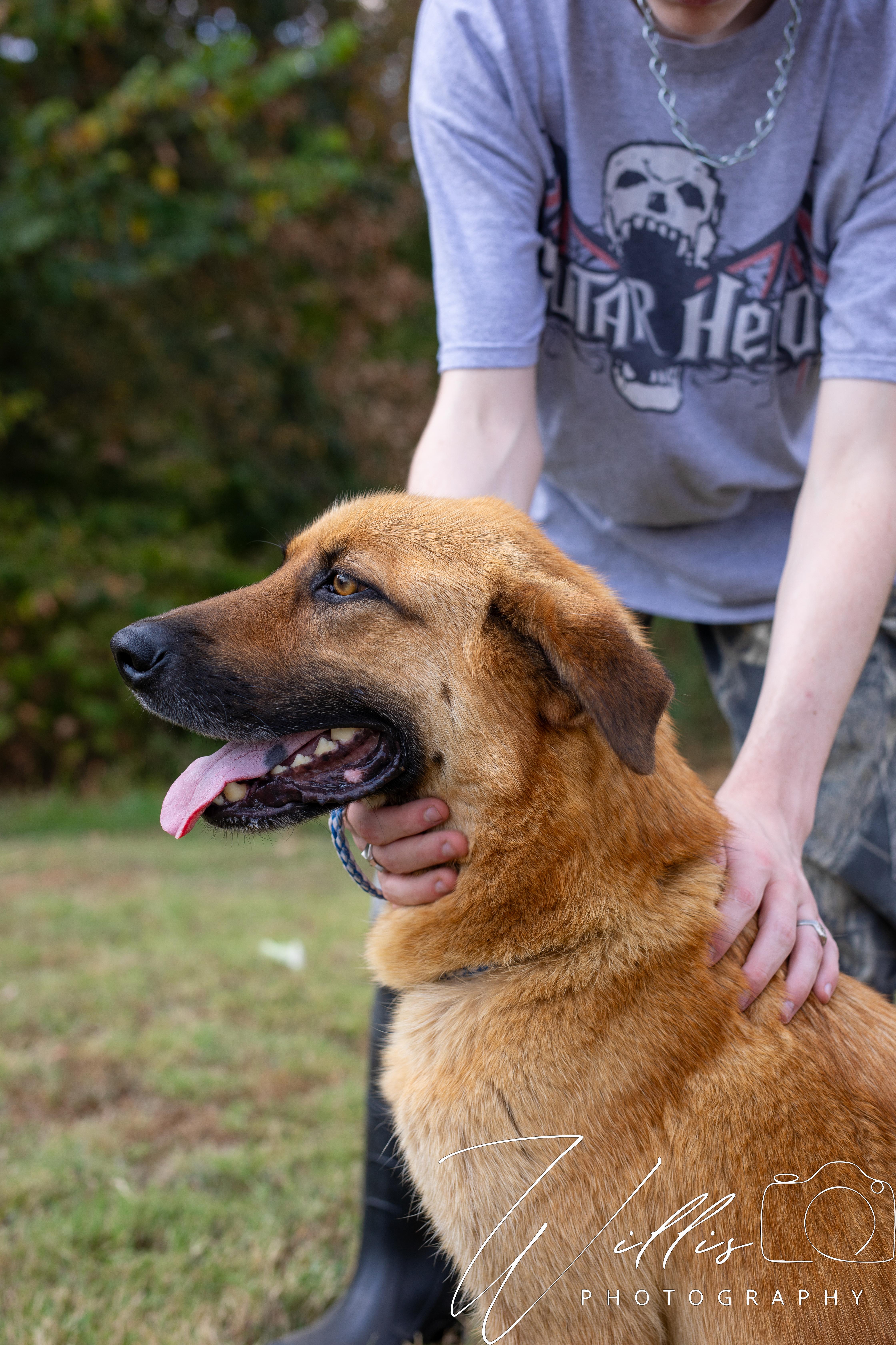 Midas-Adoption Sponsored, Adoptable, Young Male Australian Shepherd.