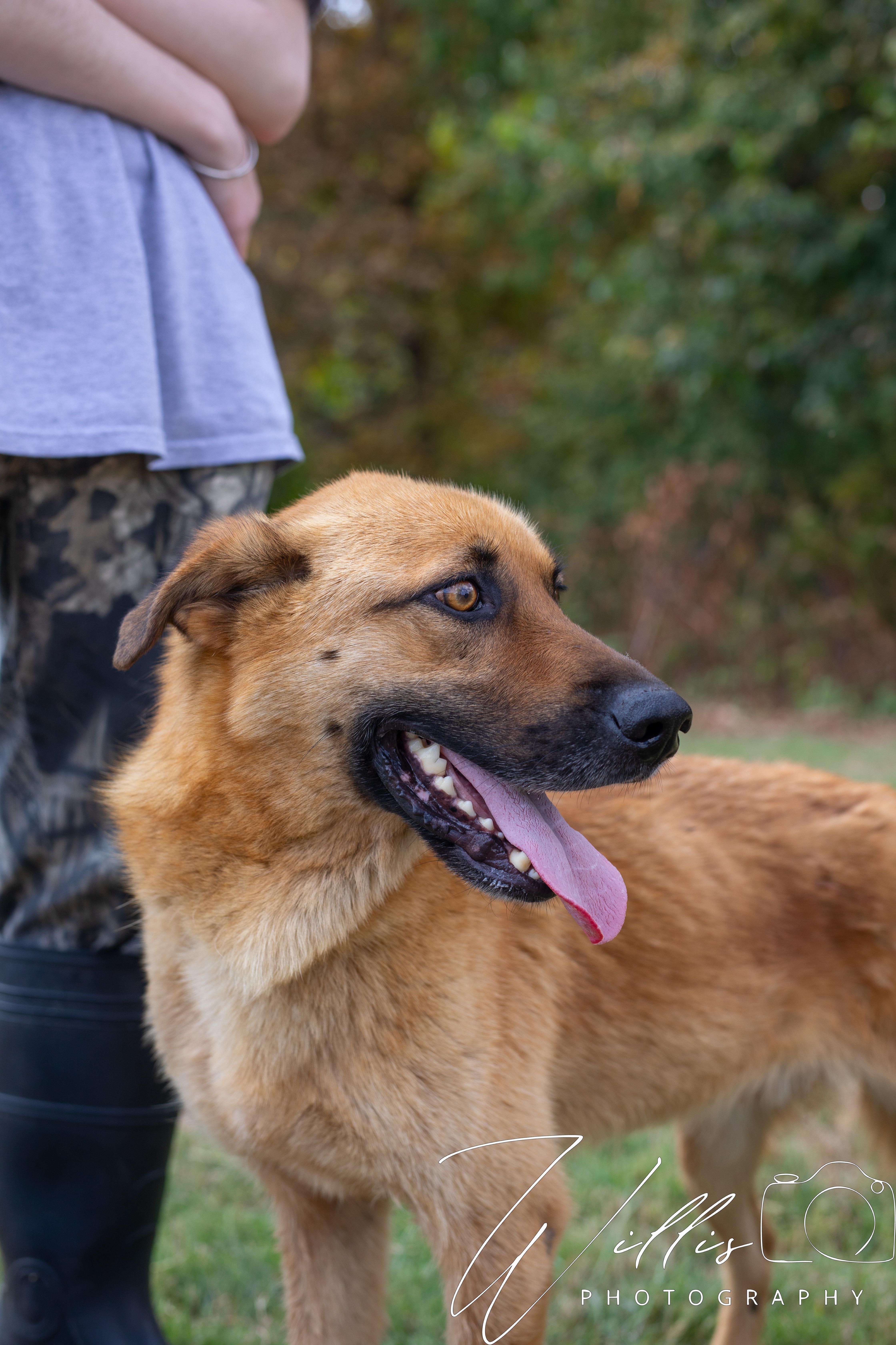 Midas-Adoption Sponsored