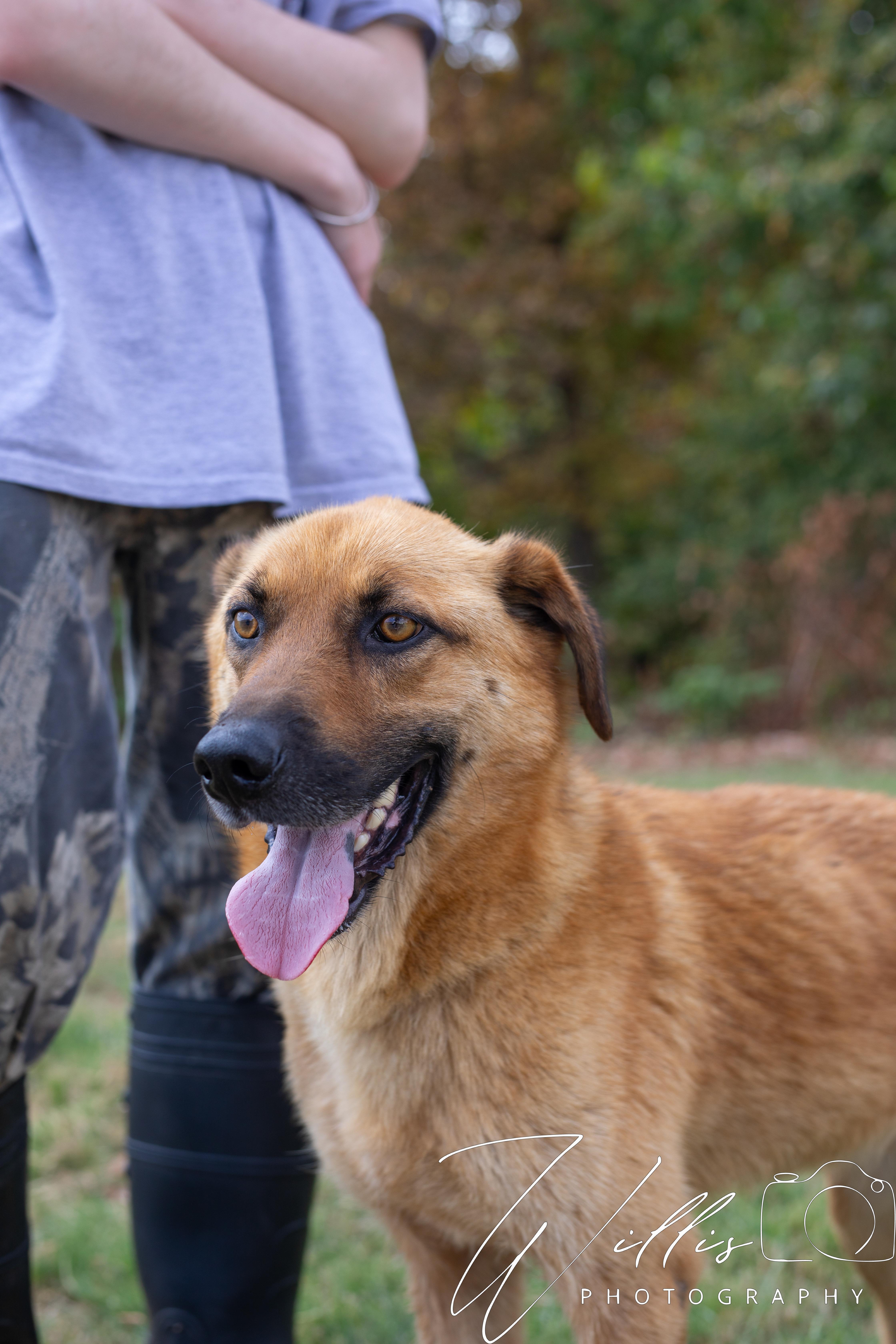 Midas-Adoption Sponsored