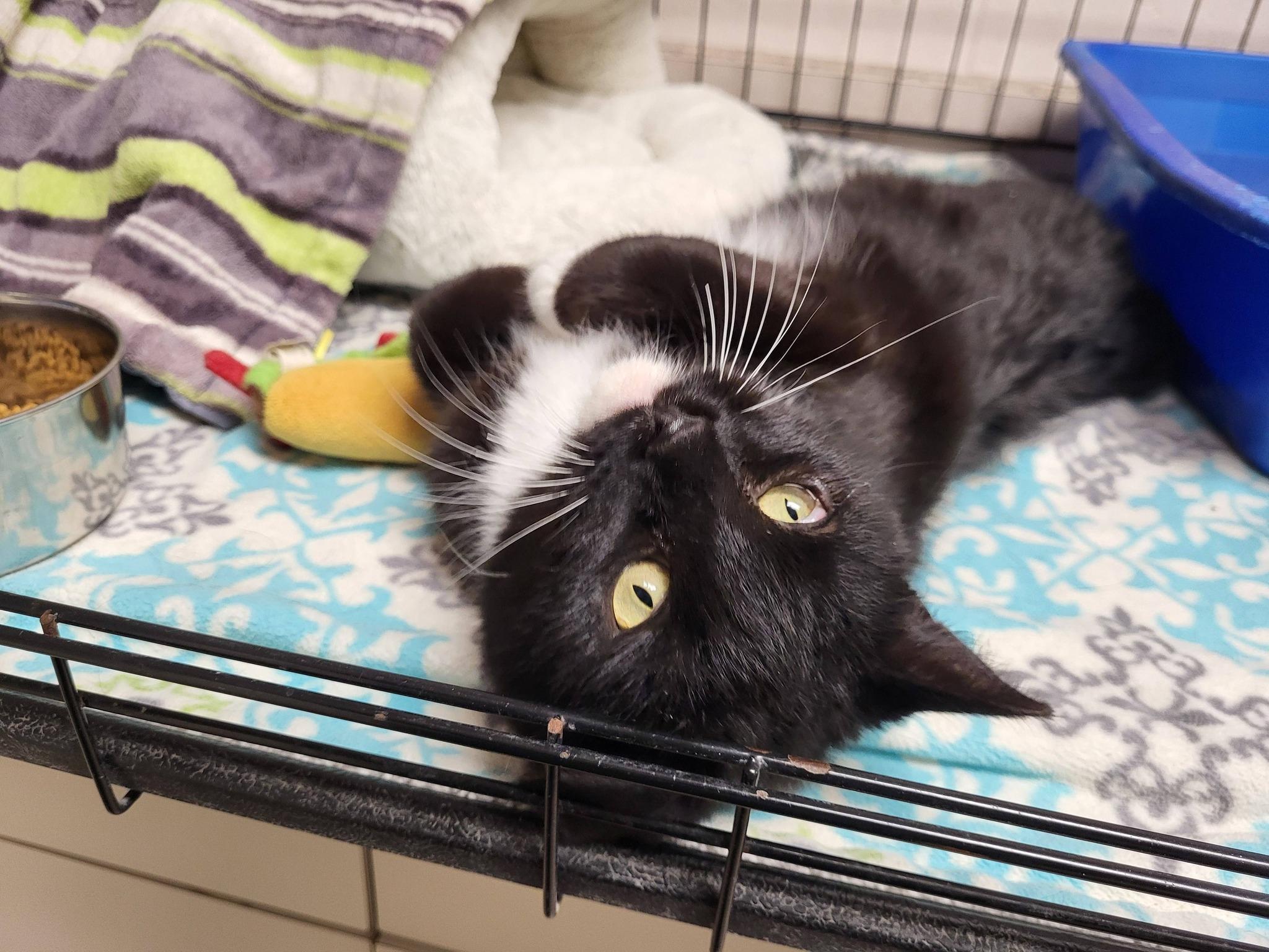 Enlarge Brownie, a ADOPTABLE Domestic Short Hair in Chilton, WI image 4/4