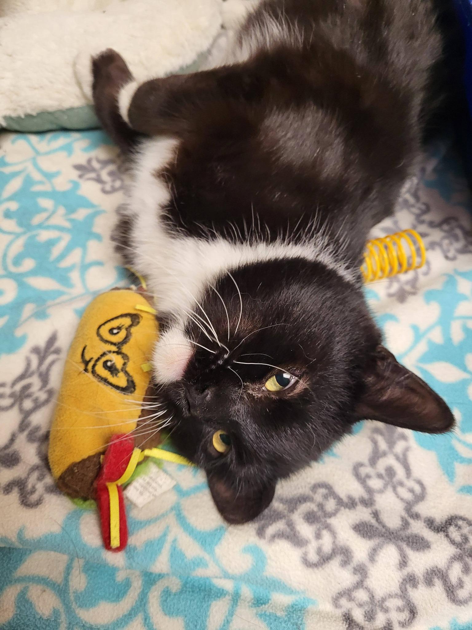 Enlarge Brownie, a ADOPTABLE Domestic Short Hair in Chilton, WI image 3/4