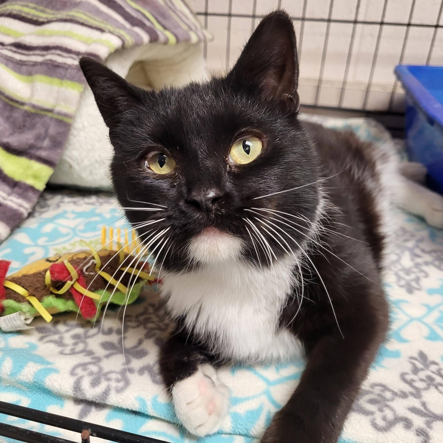 Brownie, ADOPTABLE, Young Female Domestic Short Hair.