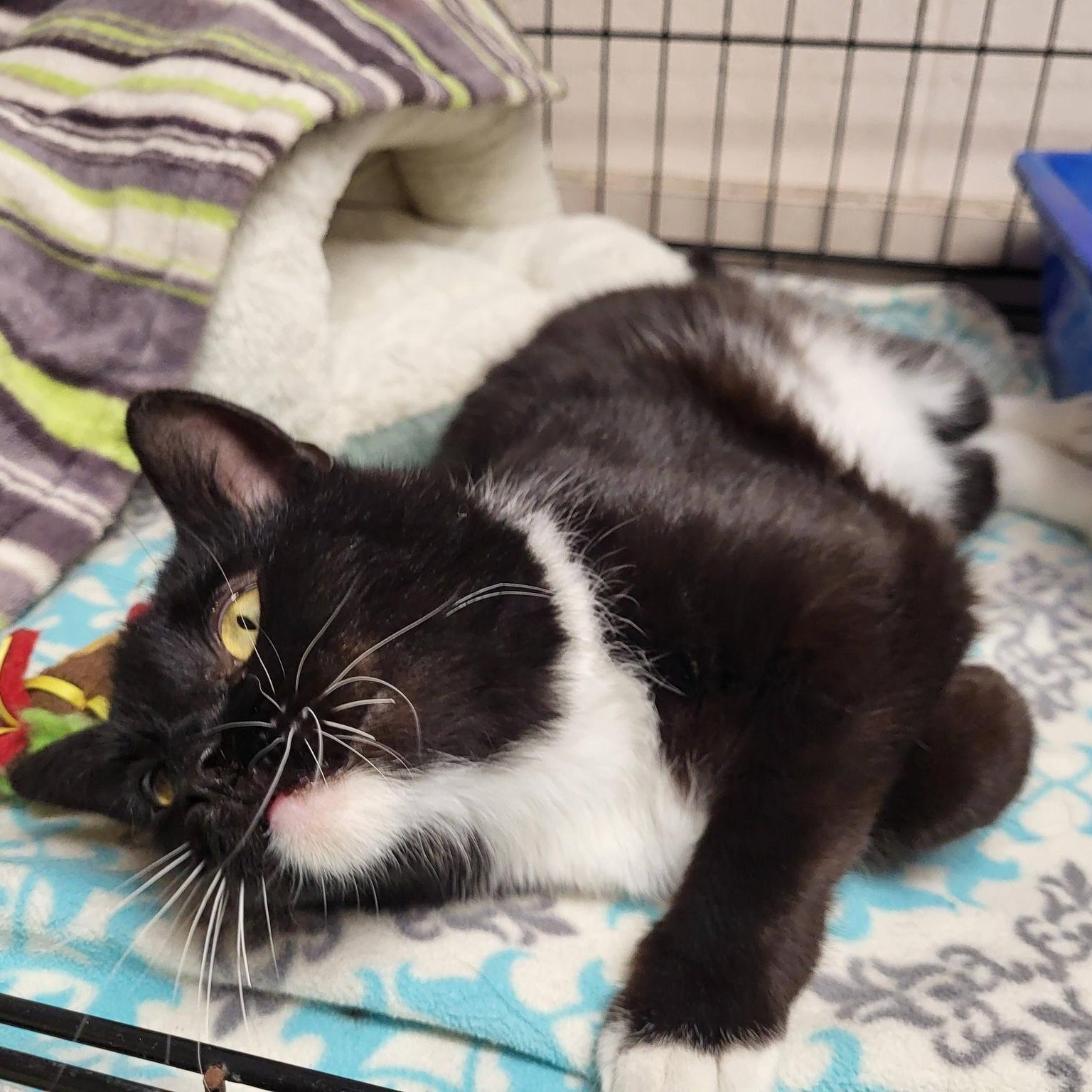 Enlarge Brownie, a ADOPTABLE Domestic Short Hair in Chilton, WI image 2/4