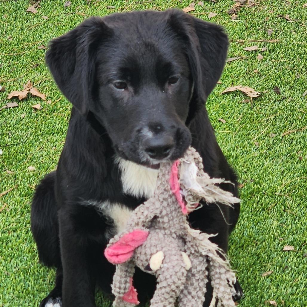 Chip, Adoptable, Puppy Male Mixed Breed.