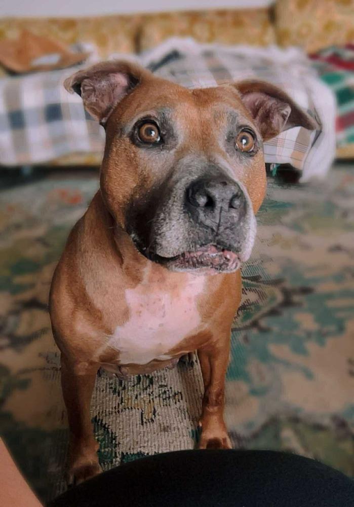 Enlarge Kori, a Adoptable mixed breed in Shawnee, OK image 1/6