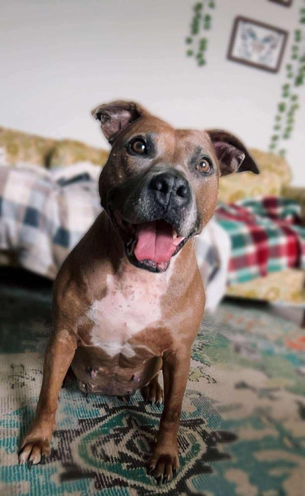 Enlarge Kori, a Adoptable mixed breed in Shawnee, OK image 2/6