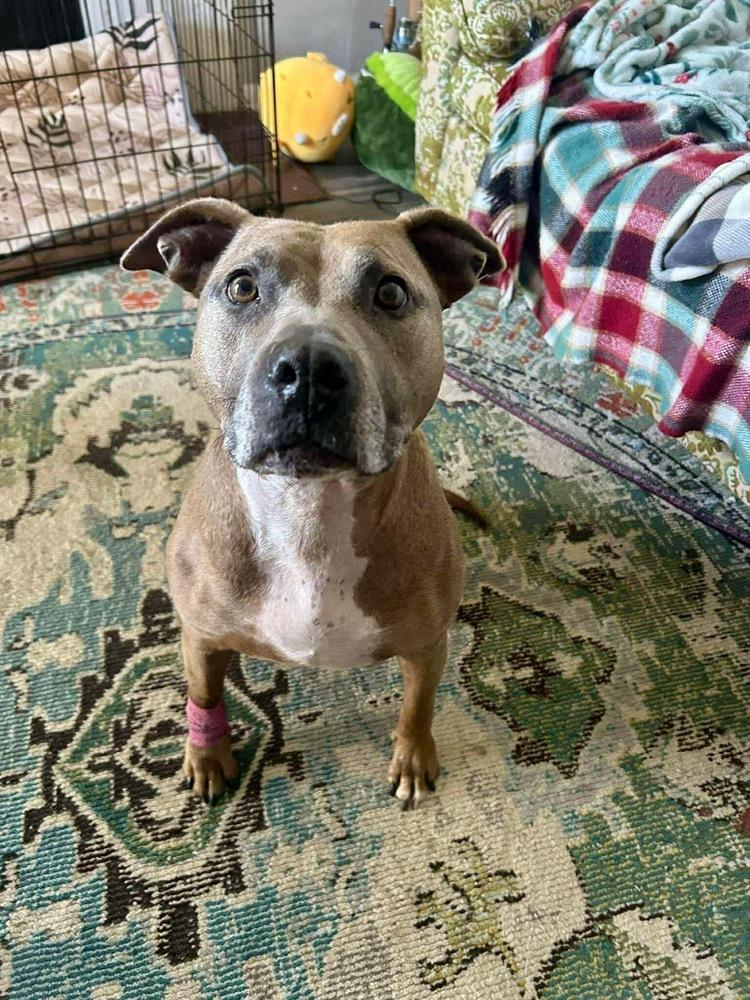 Enlarge Kori, a Adoptable mixed breed in Shawnee, OK image 3/6
